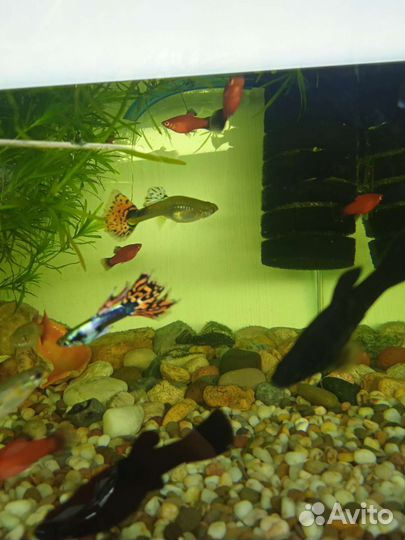 Гуппи, пецилия