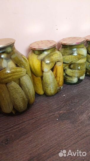 Курочки домашние