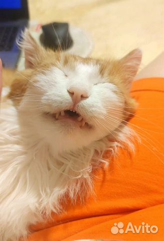 Котик красавчик