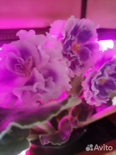 Сортовые фиалки цветущие