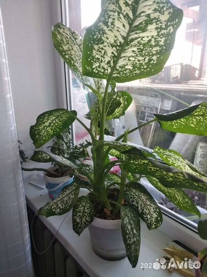 Диффенбахия