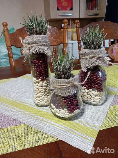 Фитокомпозиция с хавортией