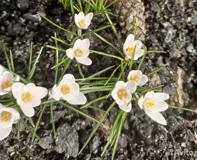 Цветы уличные многолетние