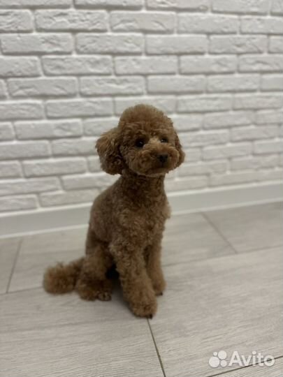 Передержка собак Той-пудель, Мальтипу, Бишон фризе