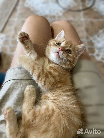 Леди и Бродяга в кошачьей версии