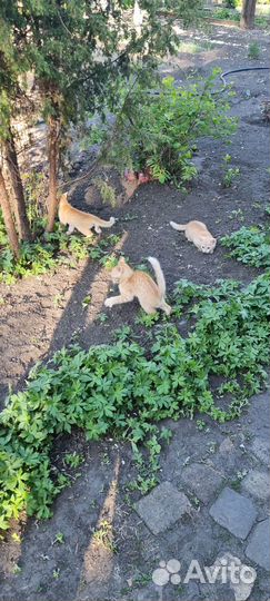 Кошечка в добрые руки бесплатно