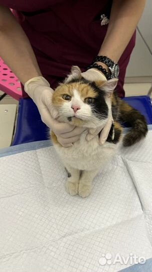 Черепаховая кошка