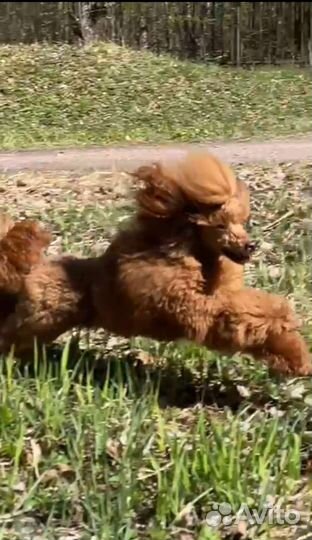 Миниатюрный-пудель вязка