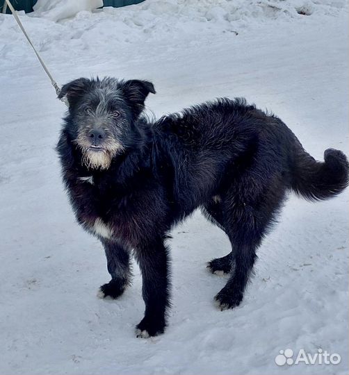 Собака в добрые руки
