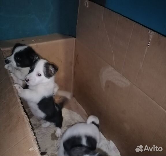 Отдадим щенков