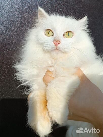 В добрые руки котик