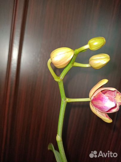Фаленопсис пират пикоти бабочка