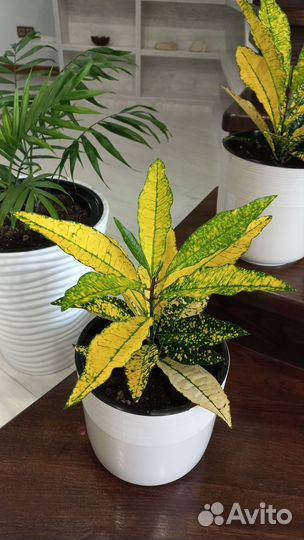 Комнатные растения