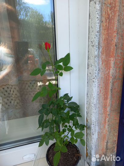 Комнатные цветы