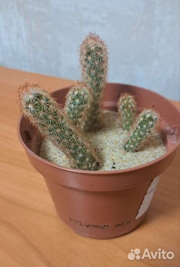 Кактусы и суккуленты