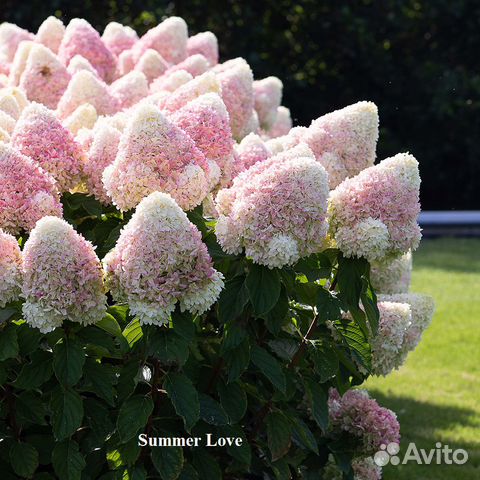 Гортензия в ассортименте