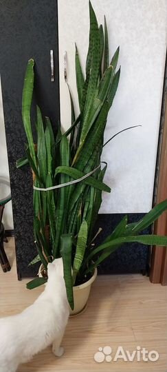 Сансевиерия Тешин язык