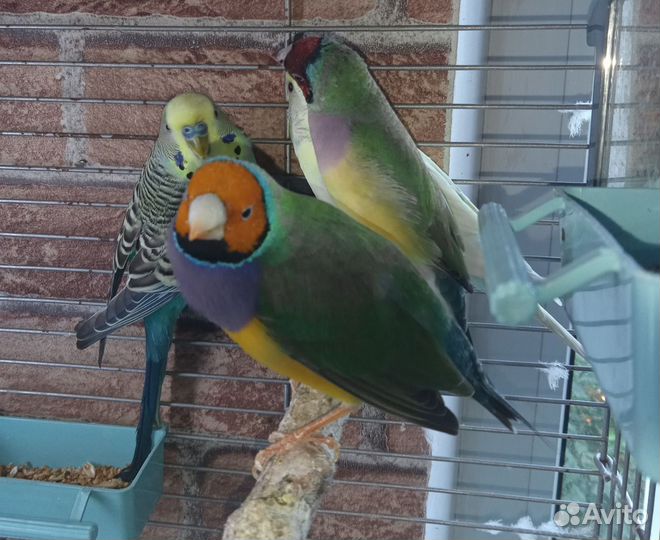 Попугай, Гульда