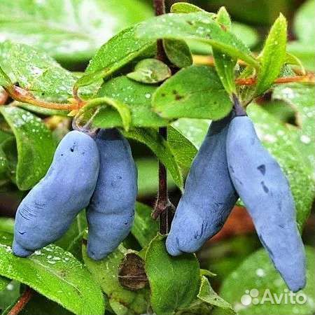 Жимолость крупноплодная