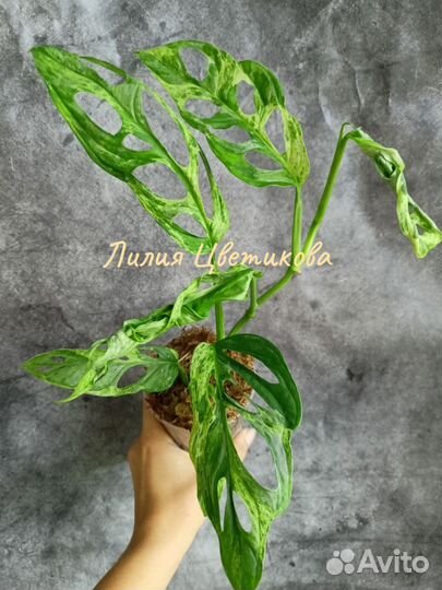 Монстера адансона индо минт
