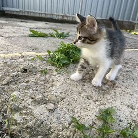 Котята в добрые руки бесплатно мальчик