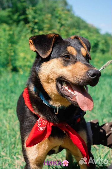 Собака в добрые руки