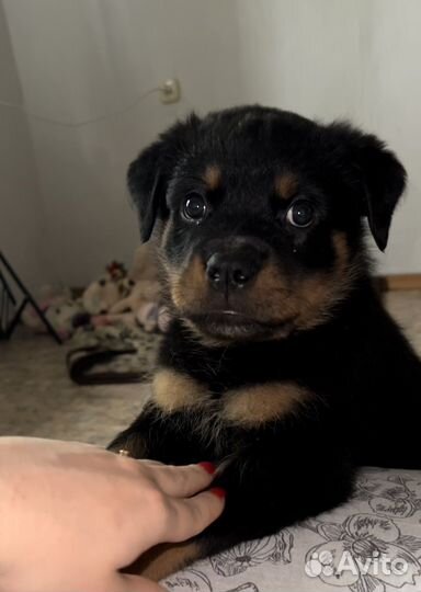 Щенок ротвейлера