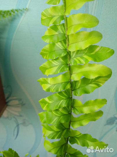 Папоротник нефролепис тигр