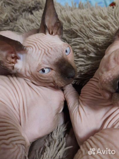 Канадский сфинкс котенок