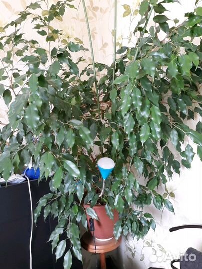 Бенджамина