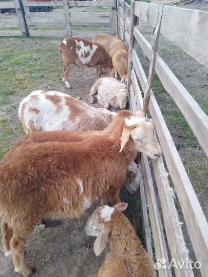 Барашки катумские