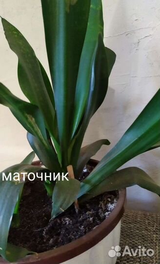 Сансевиерия сортовая