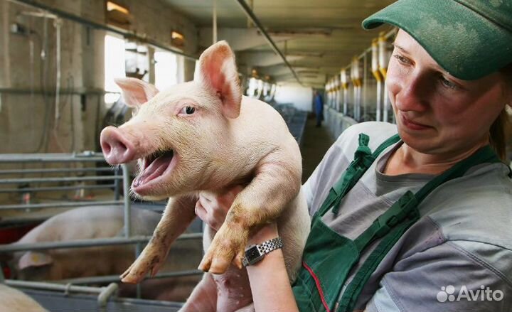 Работа Уход за поросятами оплата наличкой