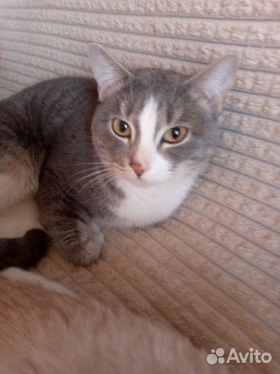 Котики