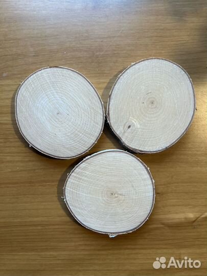 Спилы березы