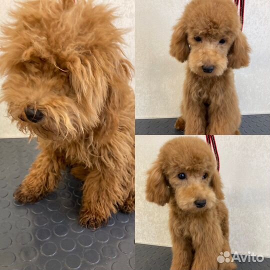 Стрижка грумминг собак