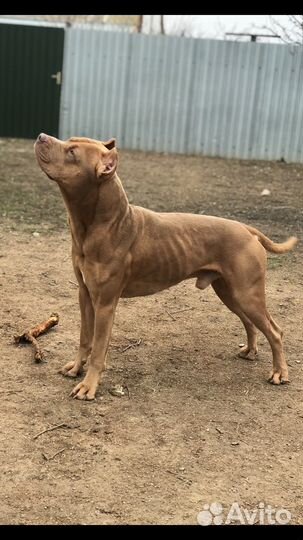 Американский питбультерьер