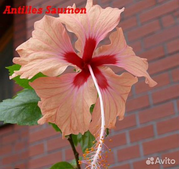 Гибискусы сортовые