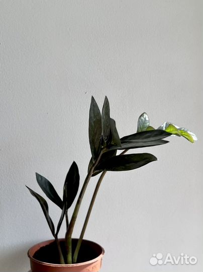 Замиокулькас блэк равен