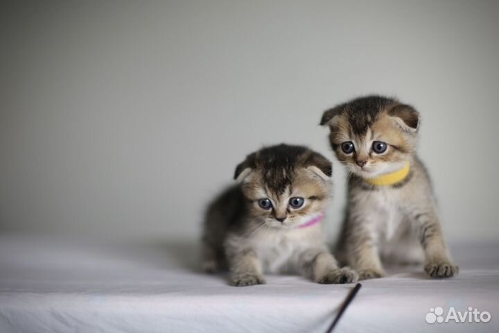 Шотландская вислоухая золотая шиншилла котята