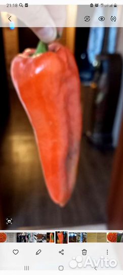 Рассада перца