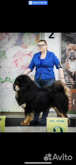 Тибетский мастиф щенки
