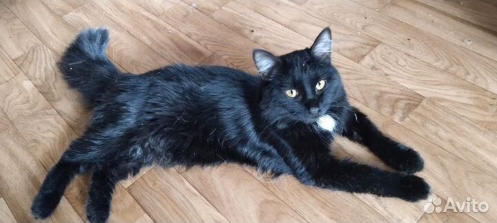 Кот в добрые руки