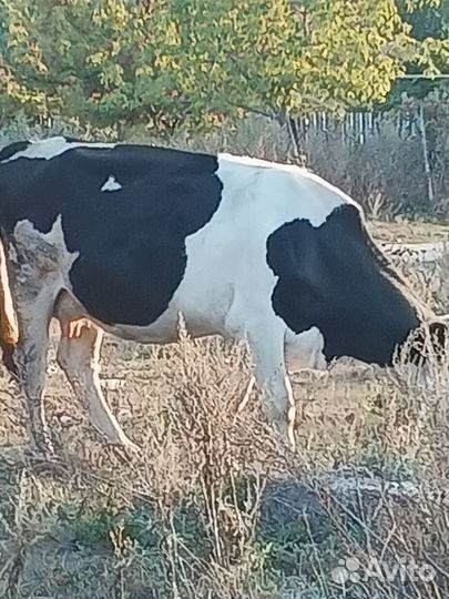 Первотёлка