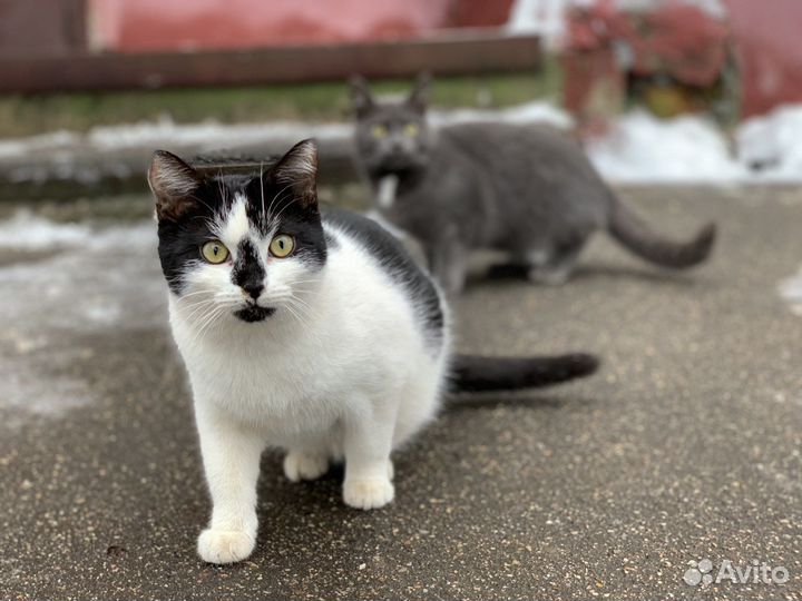 Черно-белый котик с черным носиком