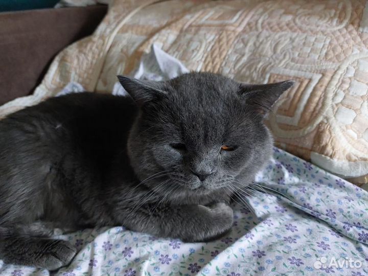 Породистых котов выставили в подъезд