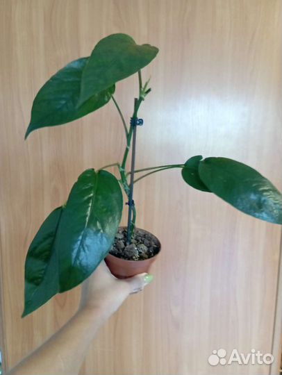 Эпипреинум скелетон