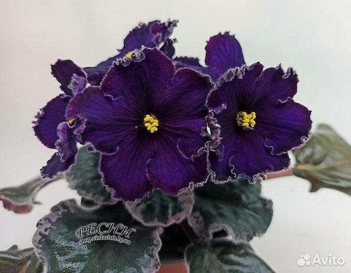 Фиалки сортовве