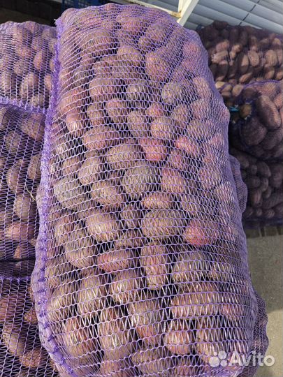 Семенной картофель