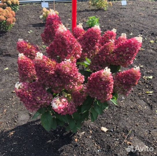 Гортензия Рэд Вельвет он же Индиан Саммер